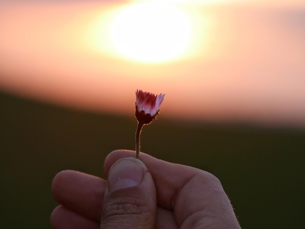 Cropped hand of person holding flower against sky