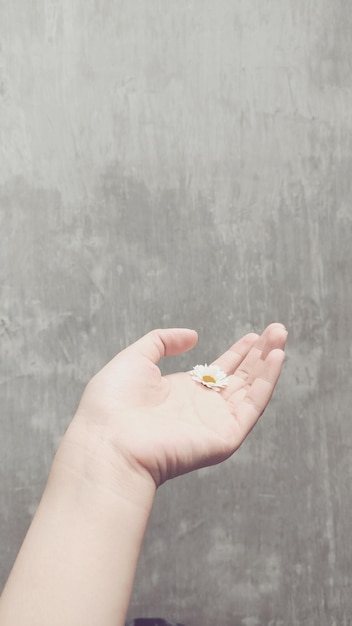 Photo cropped hand of person holding flower