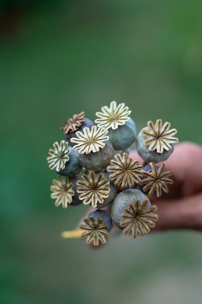 Cropped hand of person holding flowers