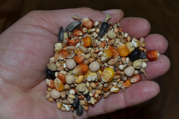 Photo cropped hand of person holding food