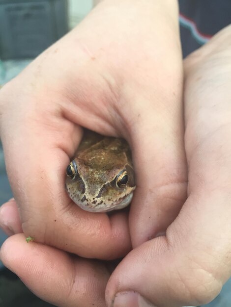 Foto mano tagliata di una persona che tiene una rana nello zoo