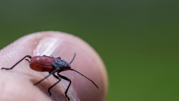 Photo cropped hand of person holding insect