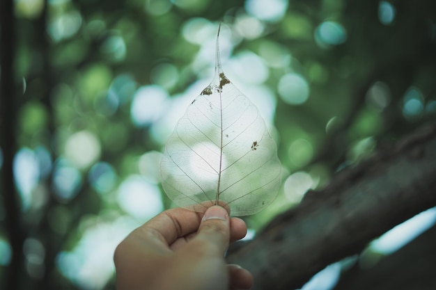 Foto mano tagliata di una persona che tiene le vene delle foglie nel parco