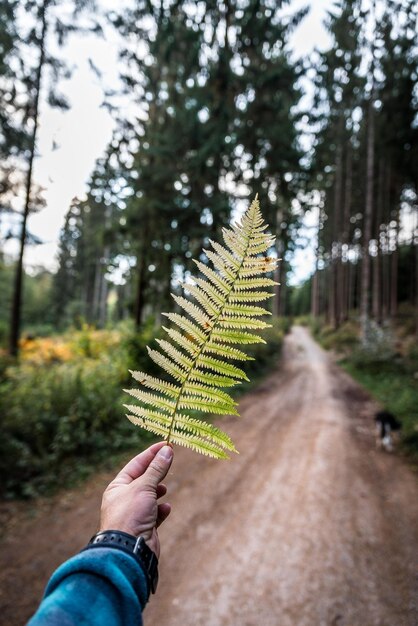 Foto mano tagliata di una persona che tiene le foglie in foresta