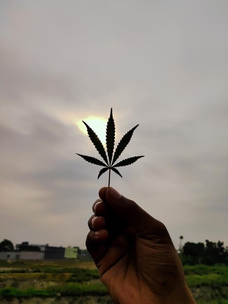 Photo cropped hand of person holding marijuana leaf against sky during sunset