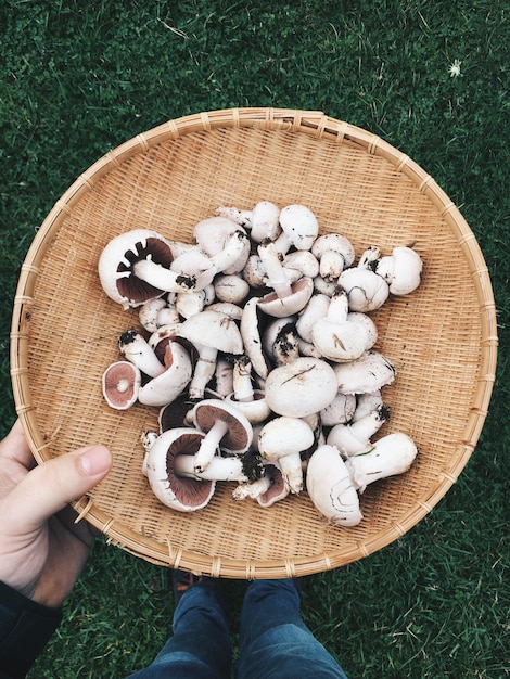 Foto mano tagliata di una persona che tiene i funghi in un cesto