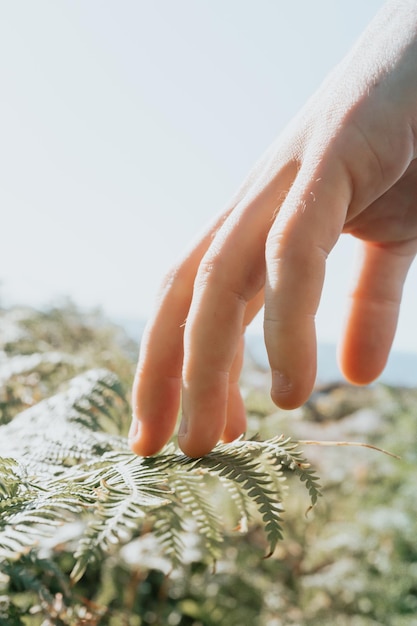 Foto mano tagliata della persona che tiene la pianta