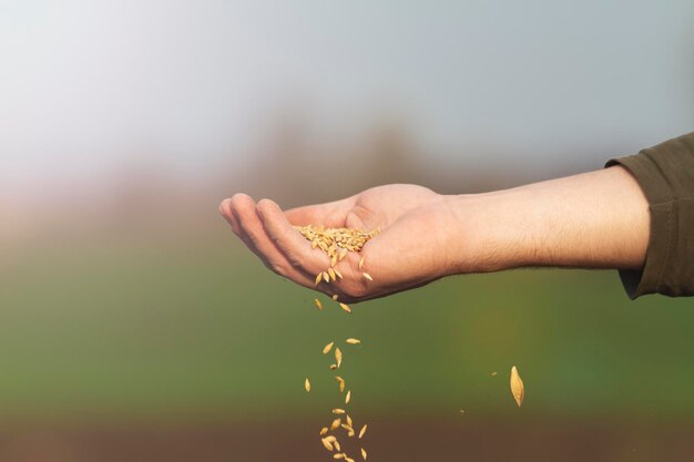 Photo cropped hand of person holding plant