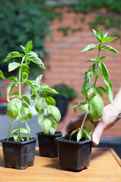 Photo cropped hand of person holding potted plant on table