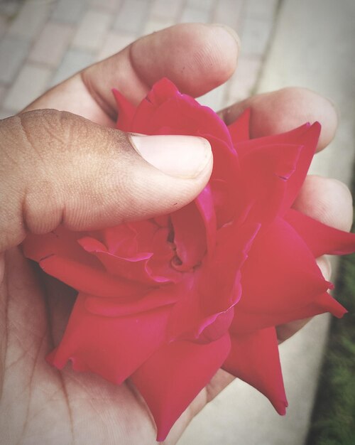 Foto mano tagliata di una persona che tiene un fiore rosso