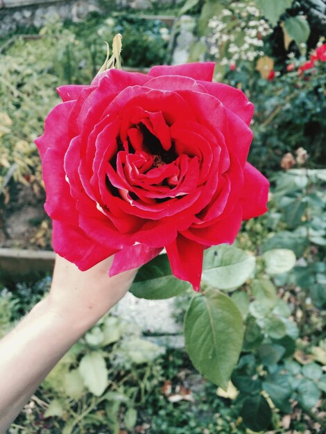 Cropped hand of person holding red rose in garden