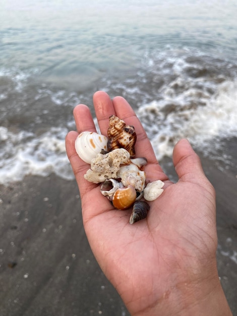 Foto mano tagliata di una persona che tiene delle conchiglie