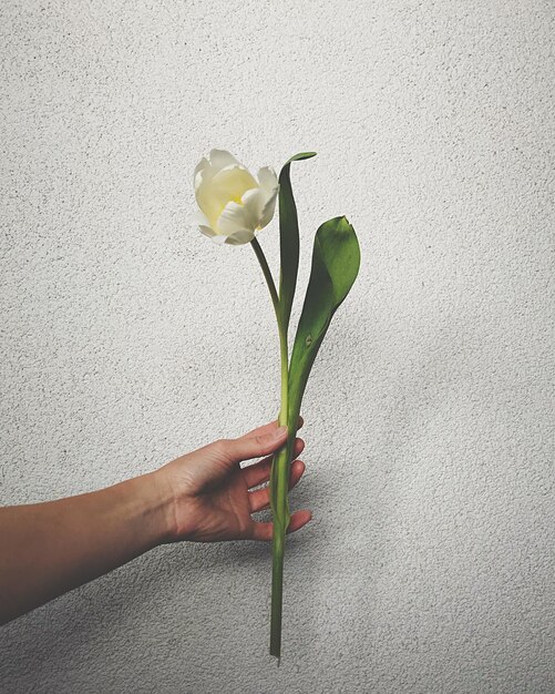 Photo cropped hand of person holding tulip flower against wall