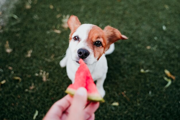 Cropped hand of person holding watermelon outdoors