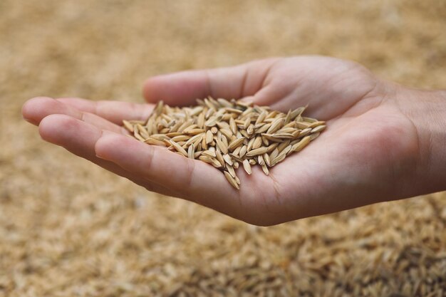 Photo cropped hand of person holding wheat