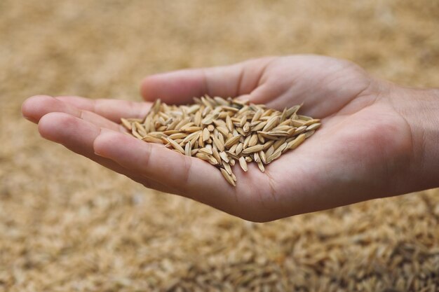 Cropped hand of person holding wheat