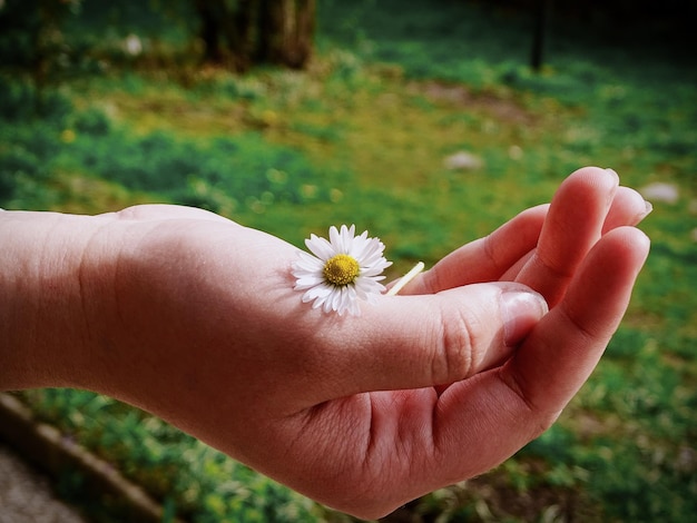 Foto mano tagliata di una persona che tiene un fiore bianco al parco