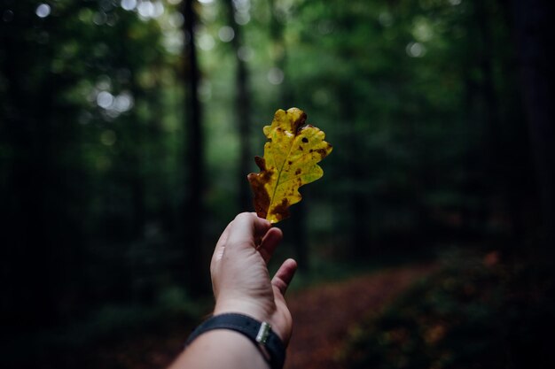 Foto mano tagliata di una persona che tiene una foglia gialla