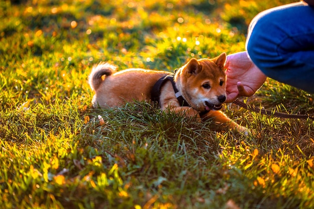 夕暮れの草原で子犬と遊んでいる人の手を切り取った