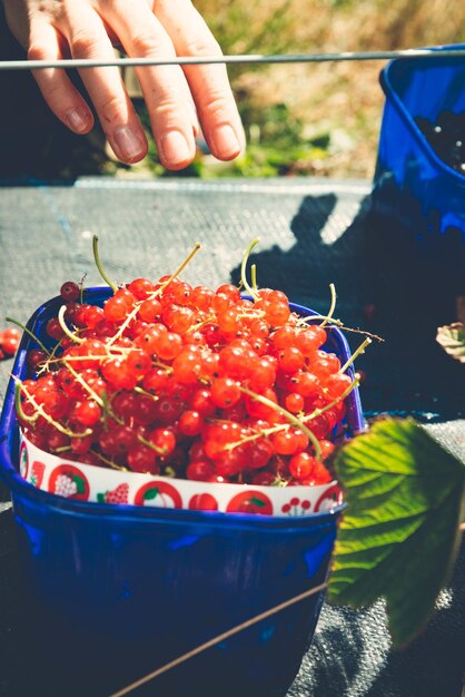 写真 コンテナの中の赤いカレーを手で摘み取っている