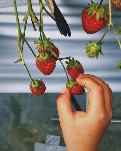 Foto colta a mano delle fragole tagliate