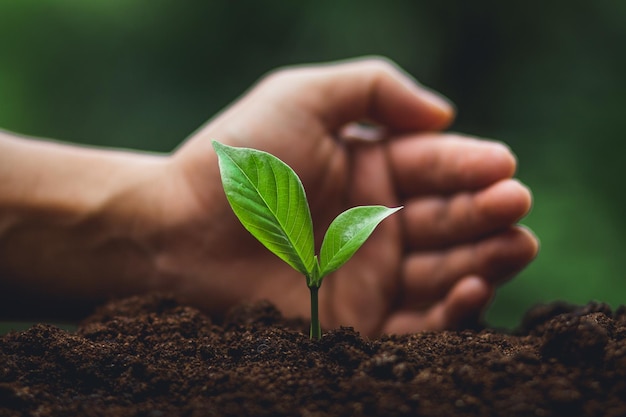 Cropped hand planting seedling in dirt