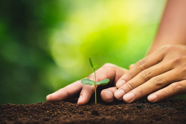 Cropped hand planting seedling on field