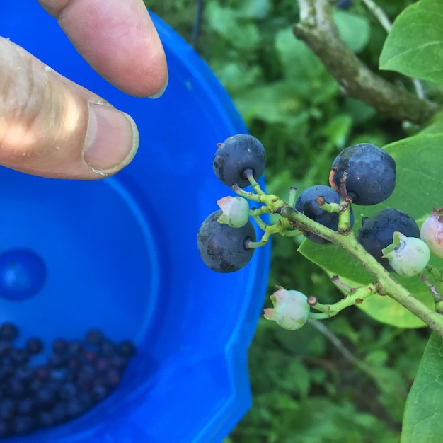 Foto mano tagliata che si estende verso i mirtilli che crescono in fattoria