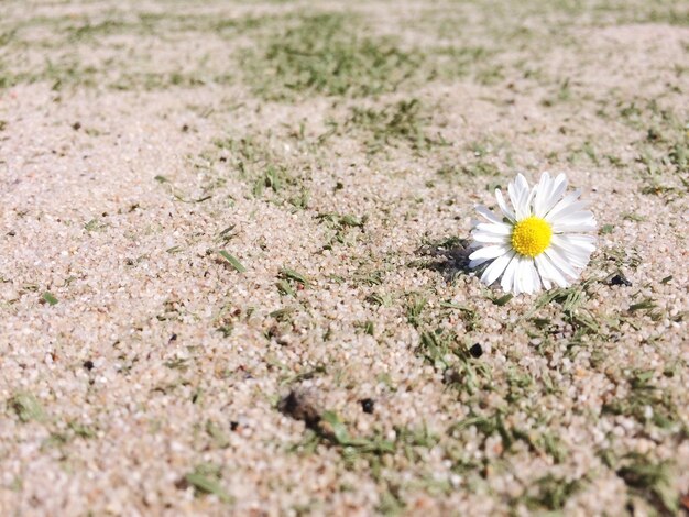 Photo cropped hand on sandy field