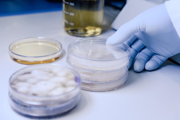 cropped hand of scientist with petri dishes on table