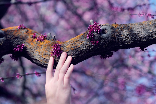 Фото Порубленная рука касается ветви розового цветущего дерева