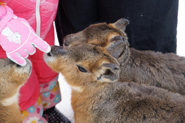 写真 切断された手が小牛に触れる