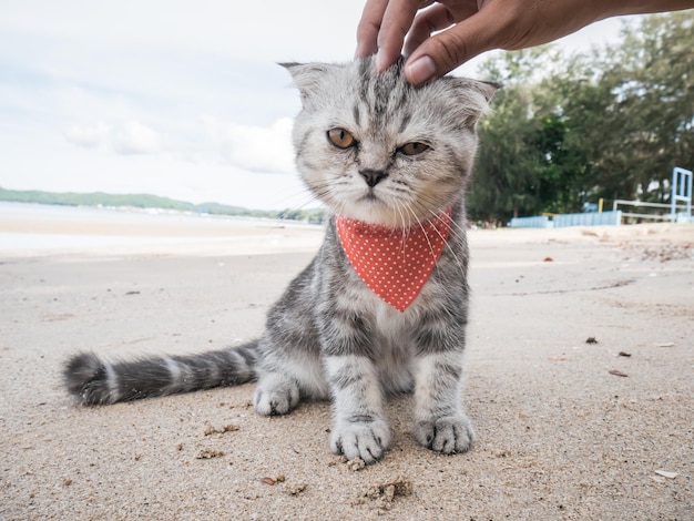 Cropped hand touching cat on beach