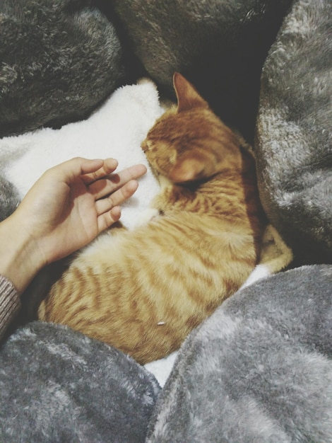 Photo cropped hand touching cat lying on bed