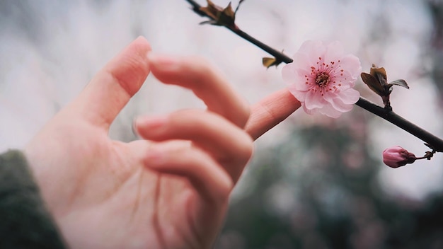 切断された手が桜の花に触れる