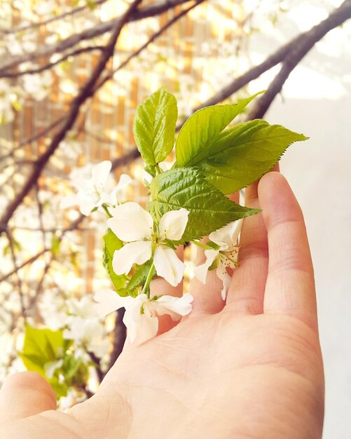 Foto fiori tagliati a mano che toccano