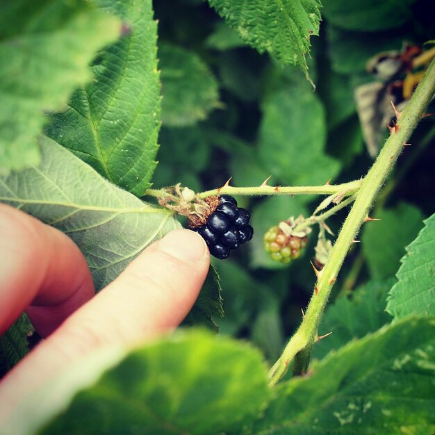 Foto frutta toccata a mano tagliata