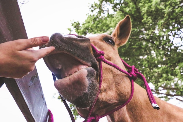 Photo cropped hand touching horse mouth