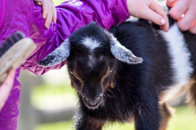 Cropped hand touching kid goat