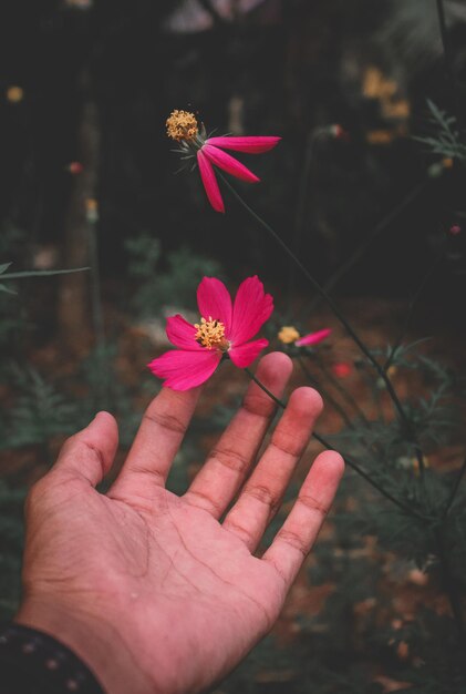  ⁇ られた手がピンクの花に触れる