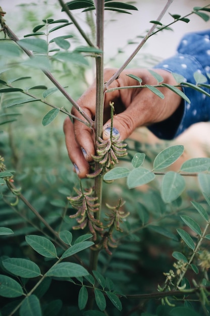 cropped hand touching plant
