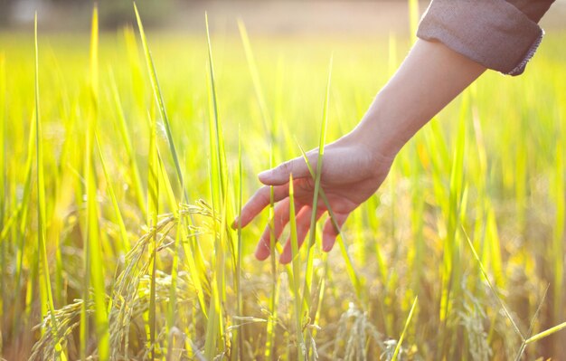 Cropped hand touching plant