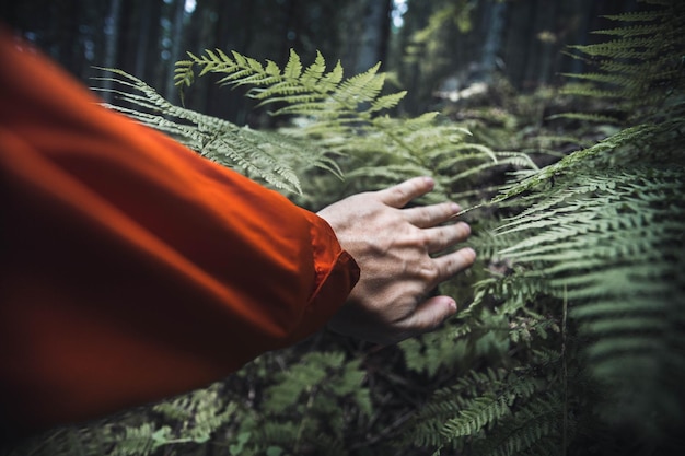 Photo cropped hand touching plants