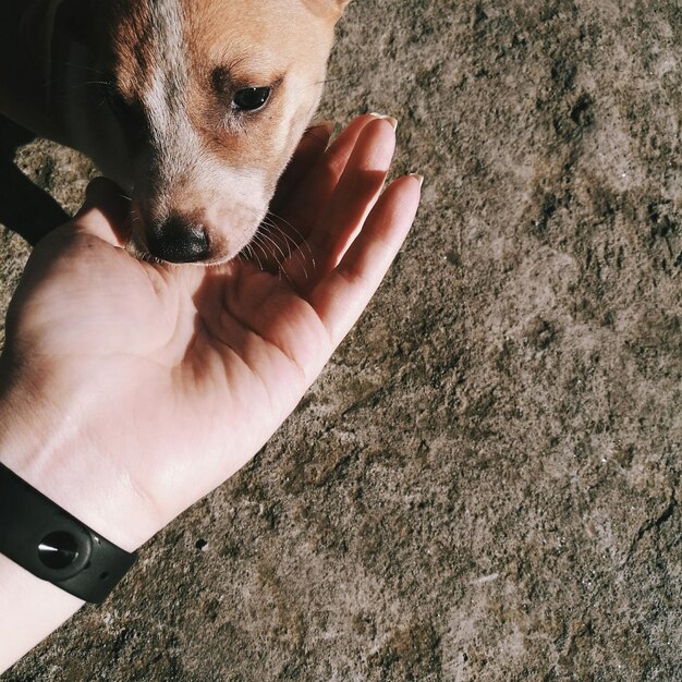 Photo cropped hand touching puppy