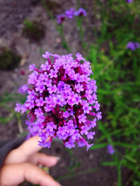 Foto mano tagliata che tocca un fiore viola