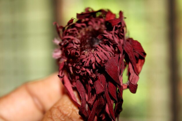 Foto la mano tagliata tocca il fiore appassito