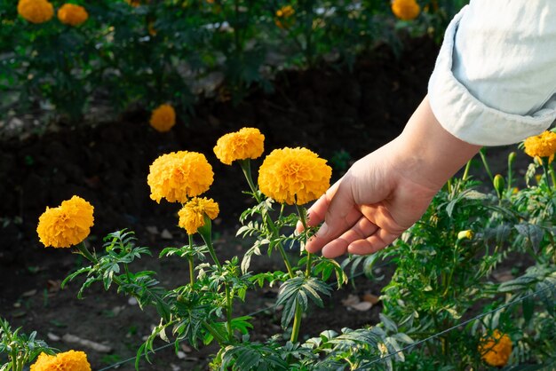 Photo cropped hand touching yellow flowering plant