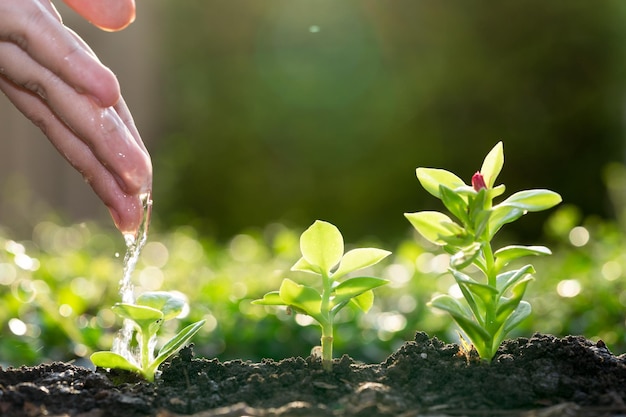 Photo cropped hand watering plant