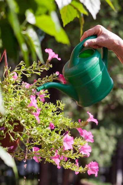 Cropped hand watering plants against sky