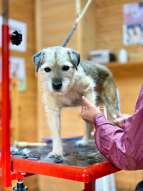 犬の毛を切る女性の手を切った
